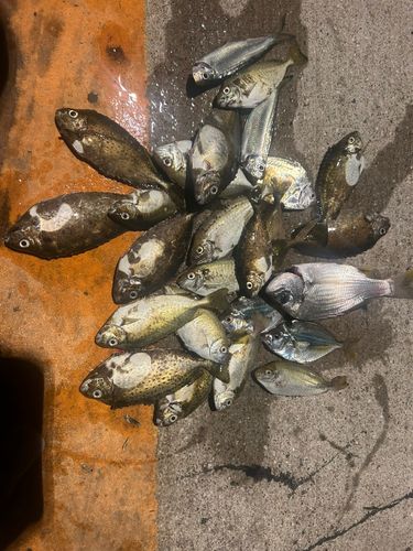 釣果
