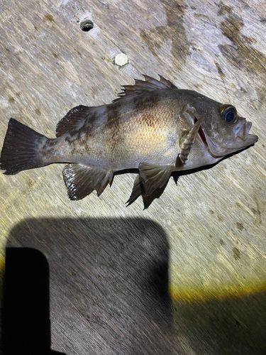 シロメバルの釣果