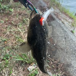 マゴチ