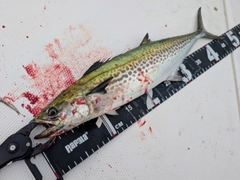サゴシの釣果