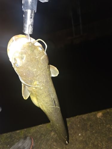 ナマズの釣果