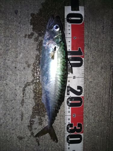 サバの釣果