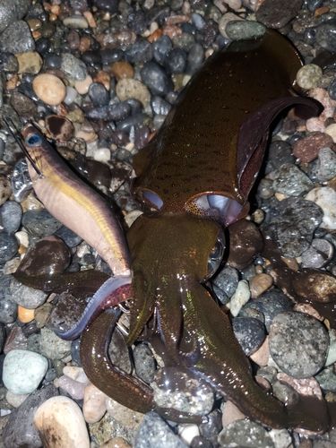 アオリイカの釣果