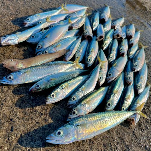 サバの釣果