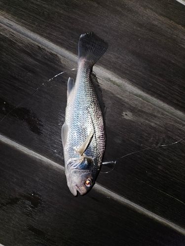 イシモチの釣果