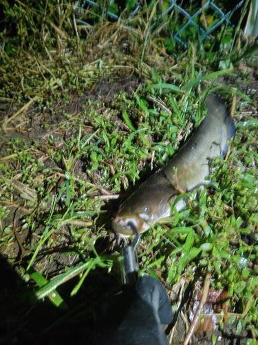 ナマズの釣果