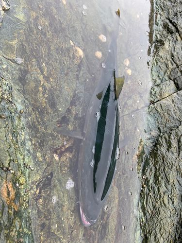 メジロの釣果