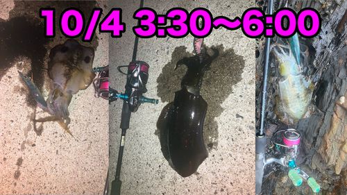 アオリイカの釣果