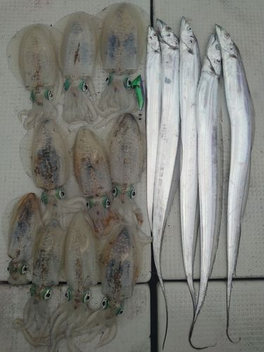 アオリイカの釣果