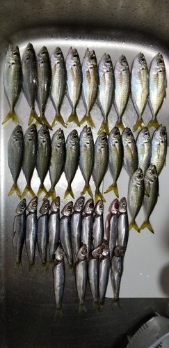 アジの釣果