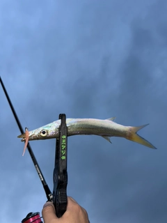 カマスの釣果