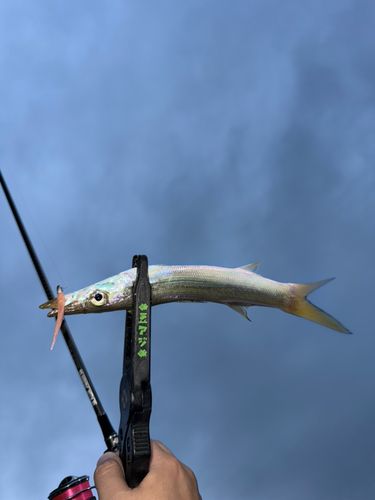 カマスの釣果