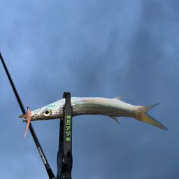 カマス