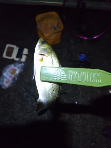 セイゴ（タイリクスズキ）の釣果