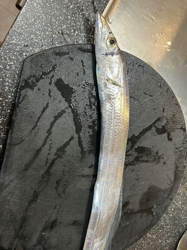 タチウオの釣果