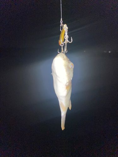 クサフグの釣果