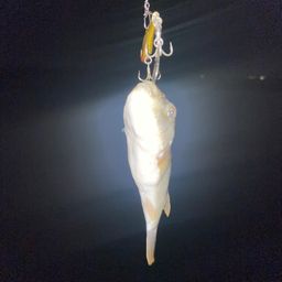 クサフグ