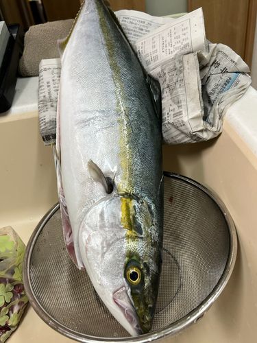 ハマチの釣果