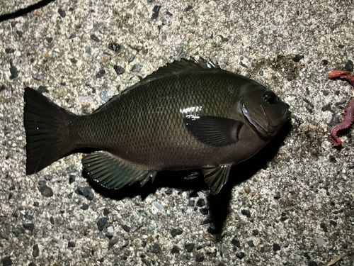 メジナの釣果