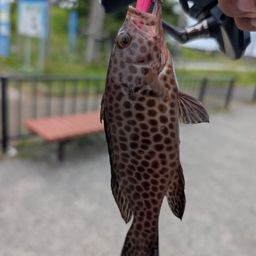 オオモンハタ