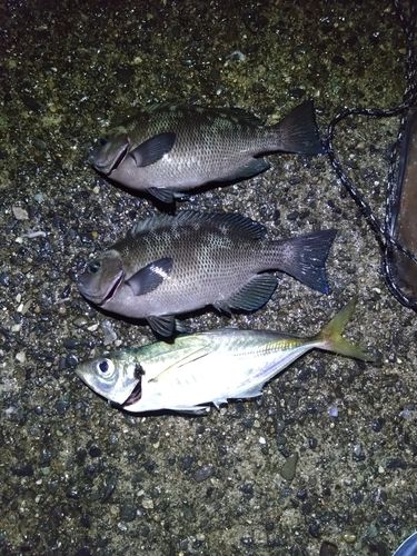 メジナの釣果