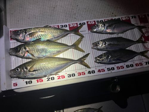 アジの釣果