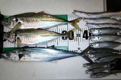 アジの釣果