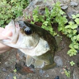 ブラックバス