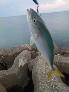 イナダの釣果
