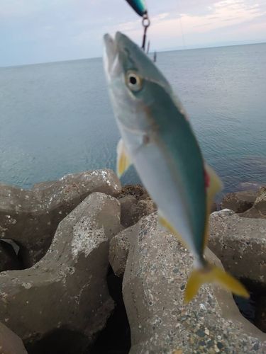イナダの釣果