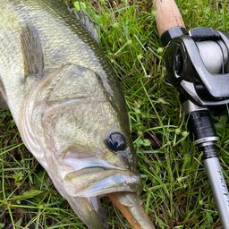 ラージマウスバス