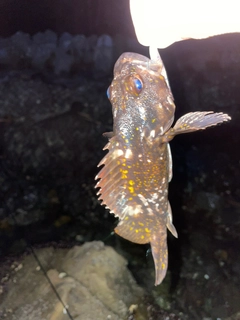 オウゴンムラソイの釣果