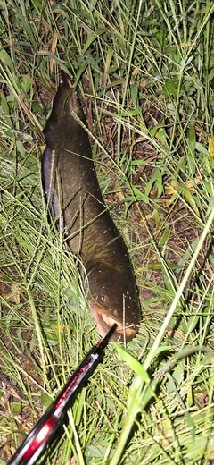 ナマズの釣果