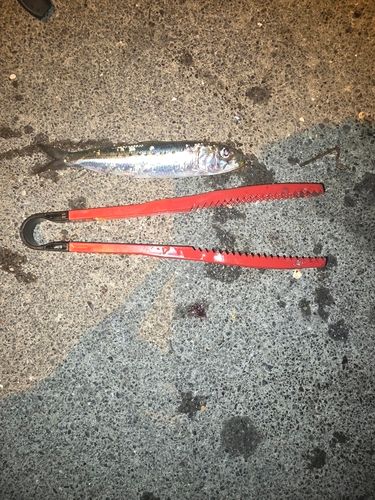 イワシの釣果