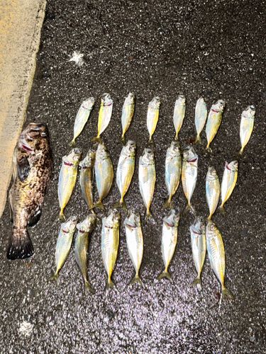 アジの釣果