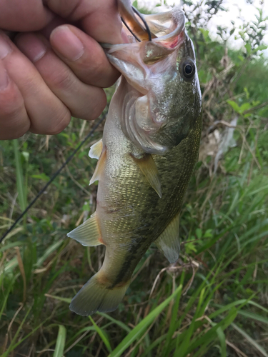 ラージマウスバスの釣果