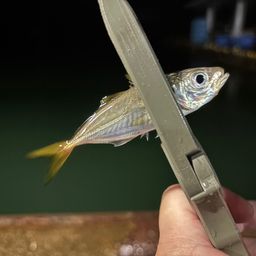 アジ