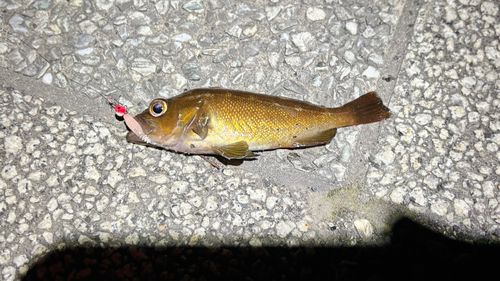 エゾメバルの釣果