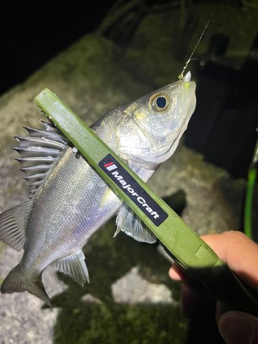 セイゴ（マルスズキ）の釣果