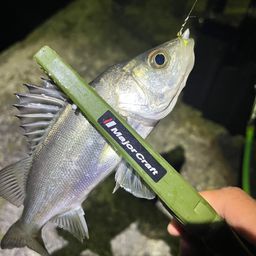 セイゴ（マルスズキ）