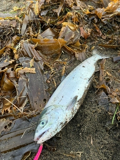 アキアジの釣果