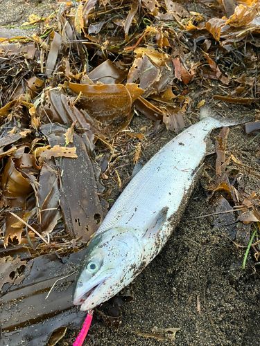 アキアジの釣果