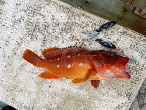 アカハタの釣果