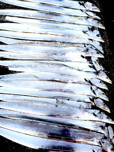 タチウオの釣果