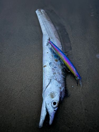 タチウオの釣果