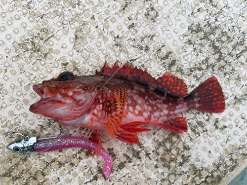 カサゴの釣果