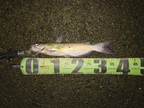 アメリカナマズの釣果
