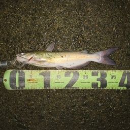 アメリカナマズ