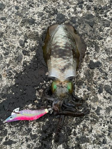 アオリイカの釣果