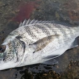 クロダイ